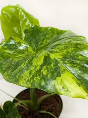 Philodendron Burle Marx Albo — additional view