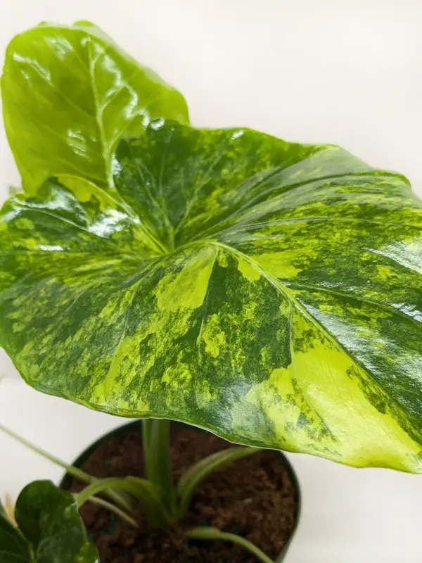 Philodendron Burle Marx Albo — additional view