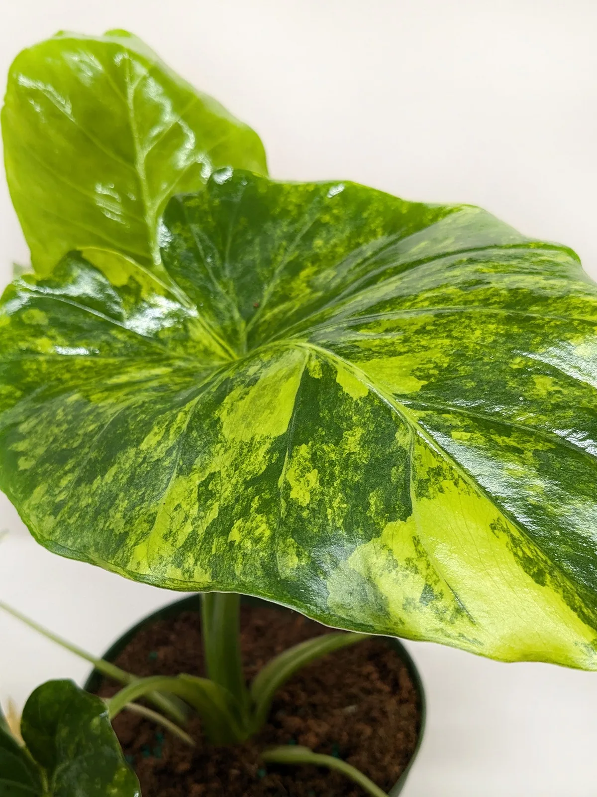 Philodendron Burle Marx Albo — additional view