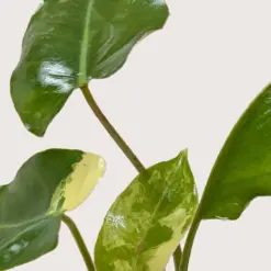 Philodendron Burle Marx Albo — additional view