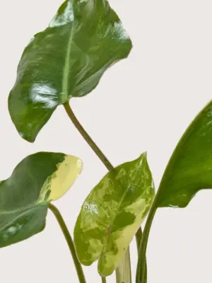 Philodendron Burle Marx Albo — additional view