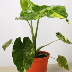 Philodendron Burle Marx Albo — additional view