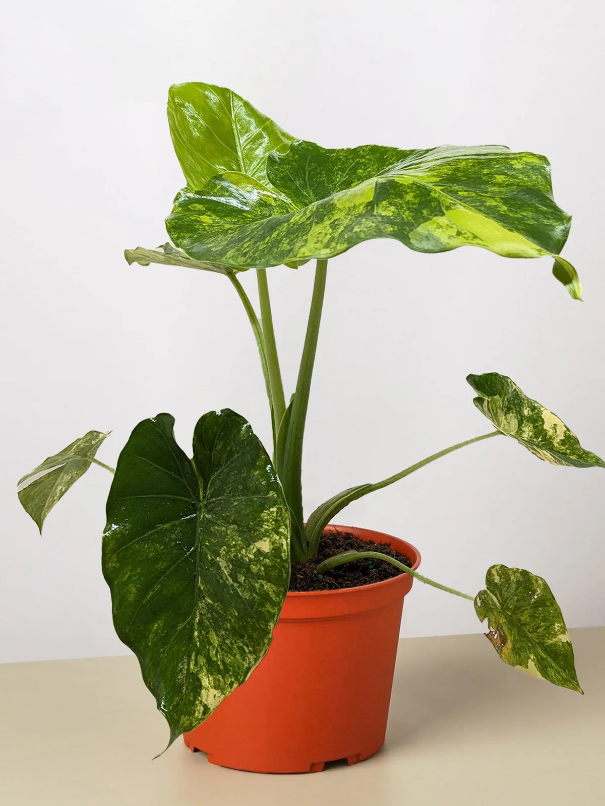 Philodendron Burle Marx Albo — additional view