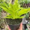 Philodendron 'Calkins Gold' houseplant