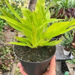 Philodendron 'Calkins Gold' houseplant