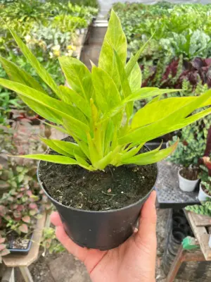 Philodendron 'Calkins Gold' houseplant