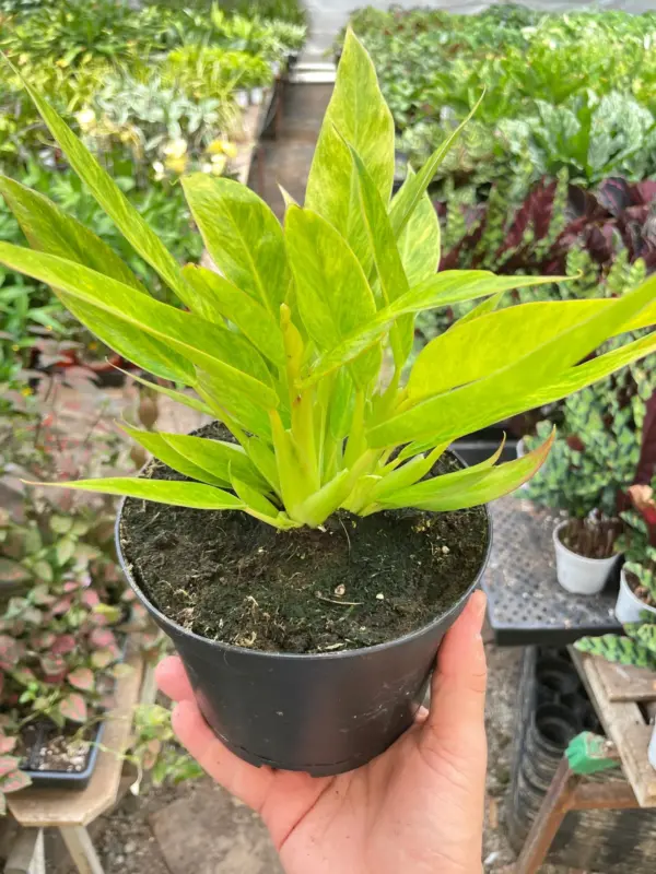 Philodendron 'Calkins Gold' houseplant