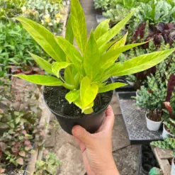 Philodendron 'Calkins Gold' — additional view
