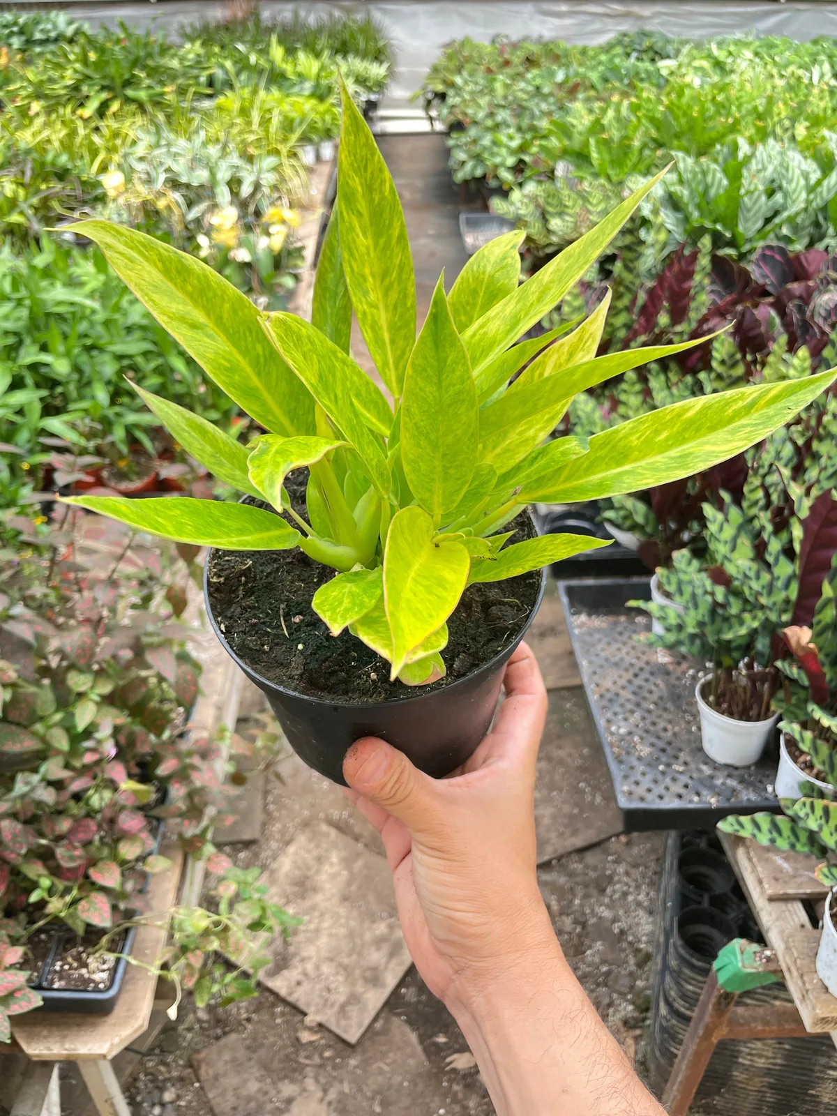 Philodendron 