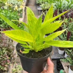 Philodendron 'Calkins Gold' — additional view