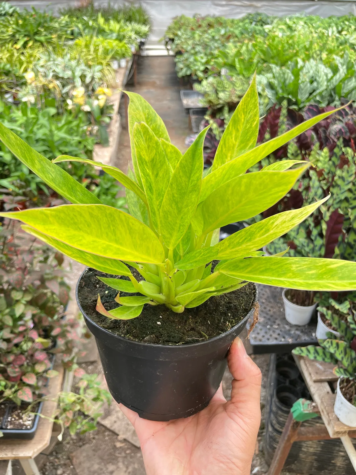Philodendron 