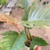 Philodendron Caramel Pluto houseplant