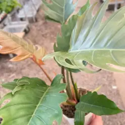 Philodendron Caramel Pluto houseplant