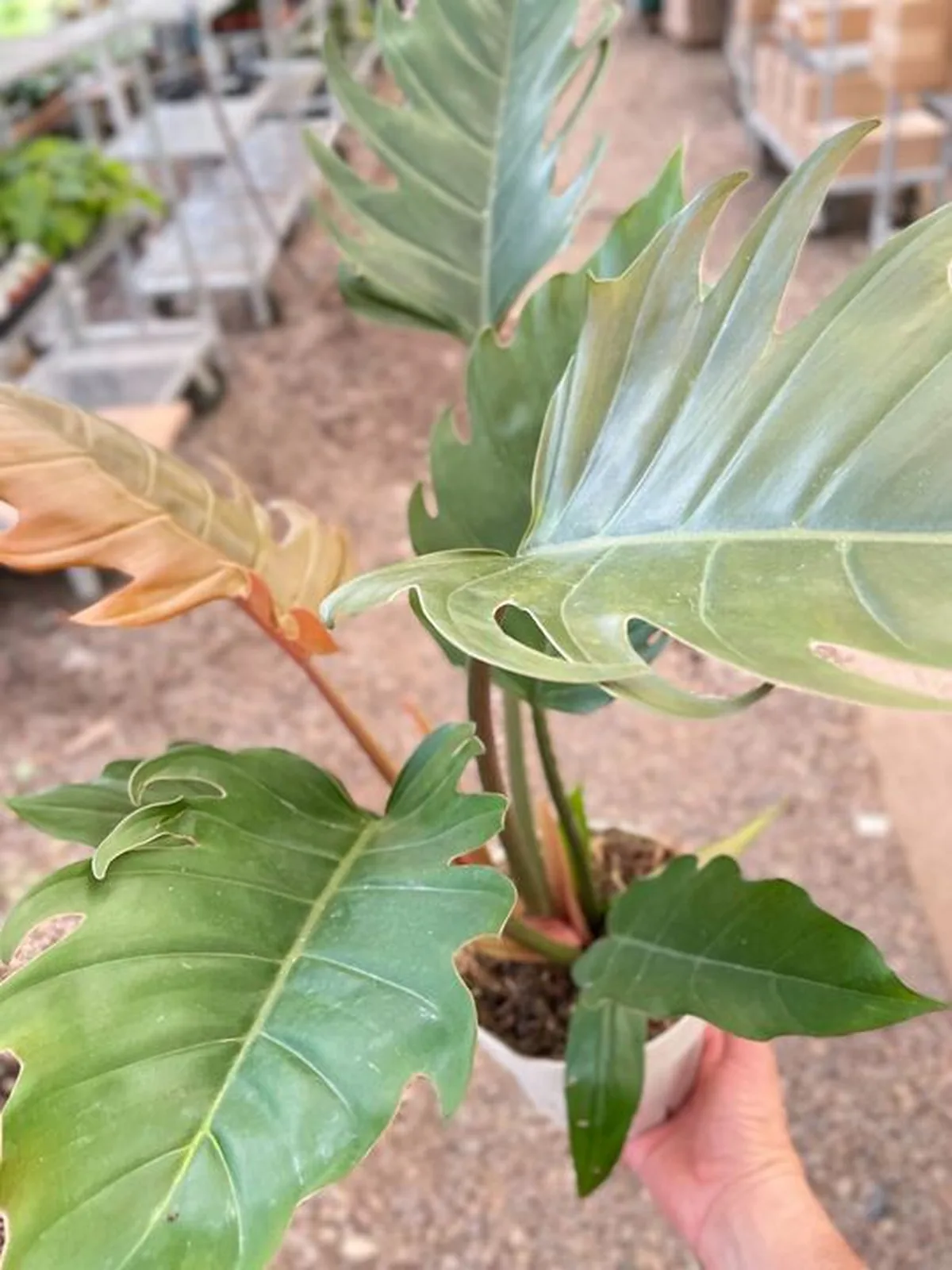 Philodendron Caramel Pluto houseplant