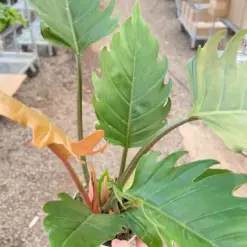 Philodendron Caramel Pluto — additional view