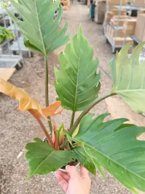 Philodendron Caramel Pluto — additional view