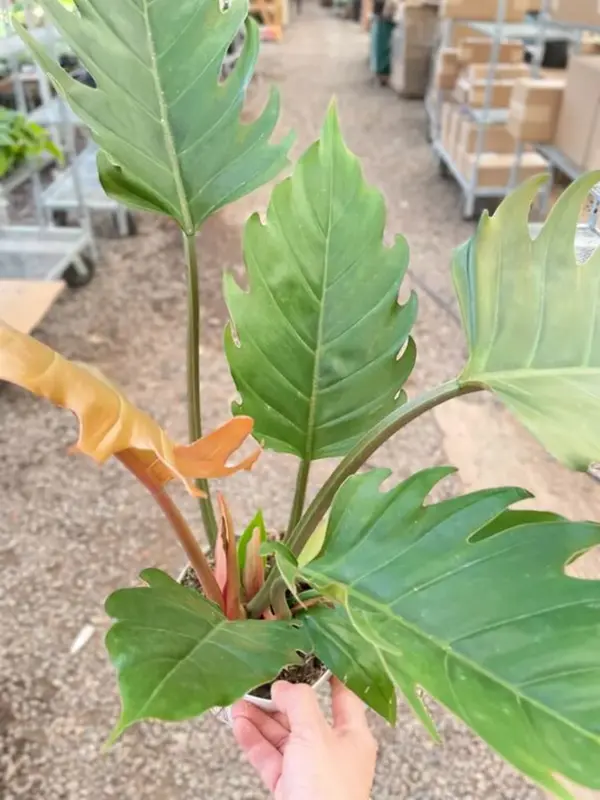 Philodendron Caramel Pluto — additional view