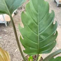 Philodendron Caramel Pluto — additional view
