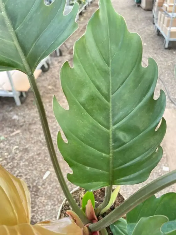Philodendron Caramel Pluto — additional view