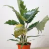 Philodendron Choco Empress houseplant
