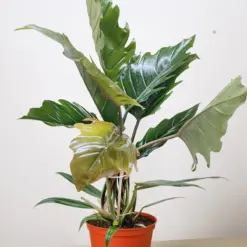Philodendron Choco Empress houseplant