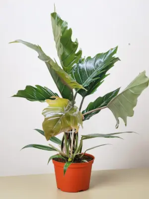Philodendron Choco Empress houseplant