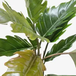 Philodendron Choco Empress — additional view