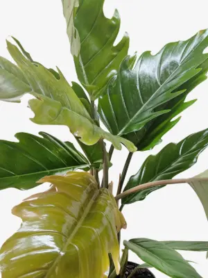 Philodendron Choco Empress — additional view
