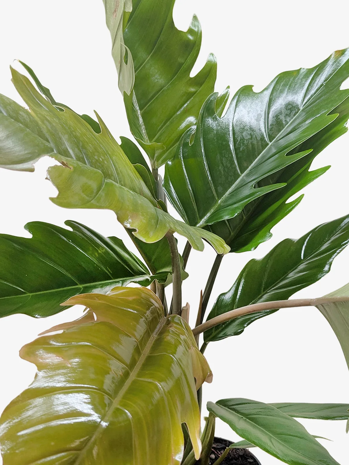 Philodendron Choco Empress — additional view