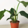 Philodendron 'Congo Green' houseplant