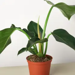 Philodendron 'Congo Green' houseplant