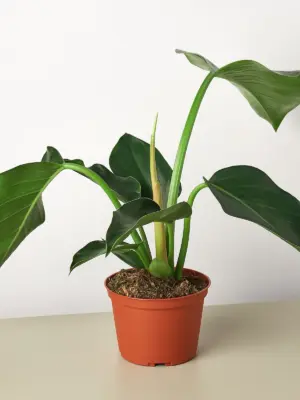 Philodendron 'Congo Green' houseplant