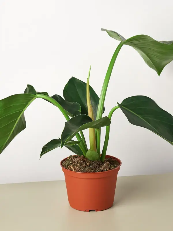 Philodendron 'Congo Green' houseplant