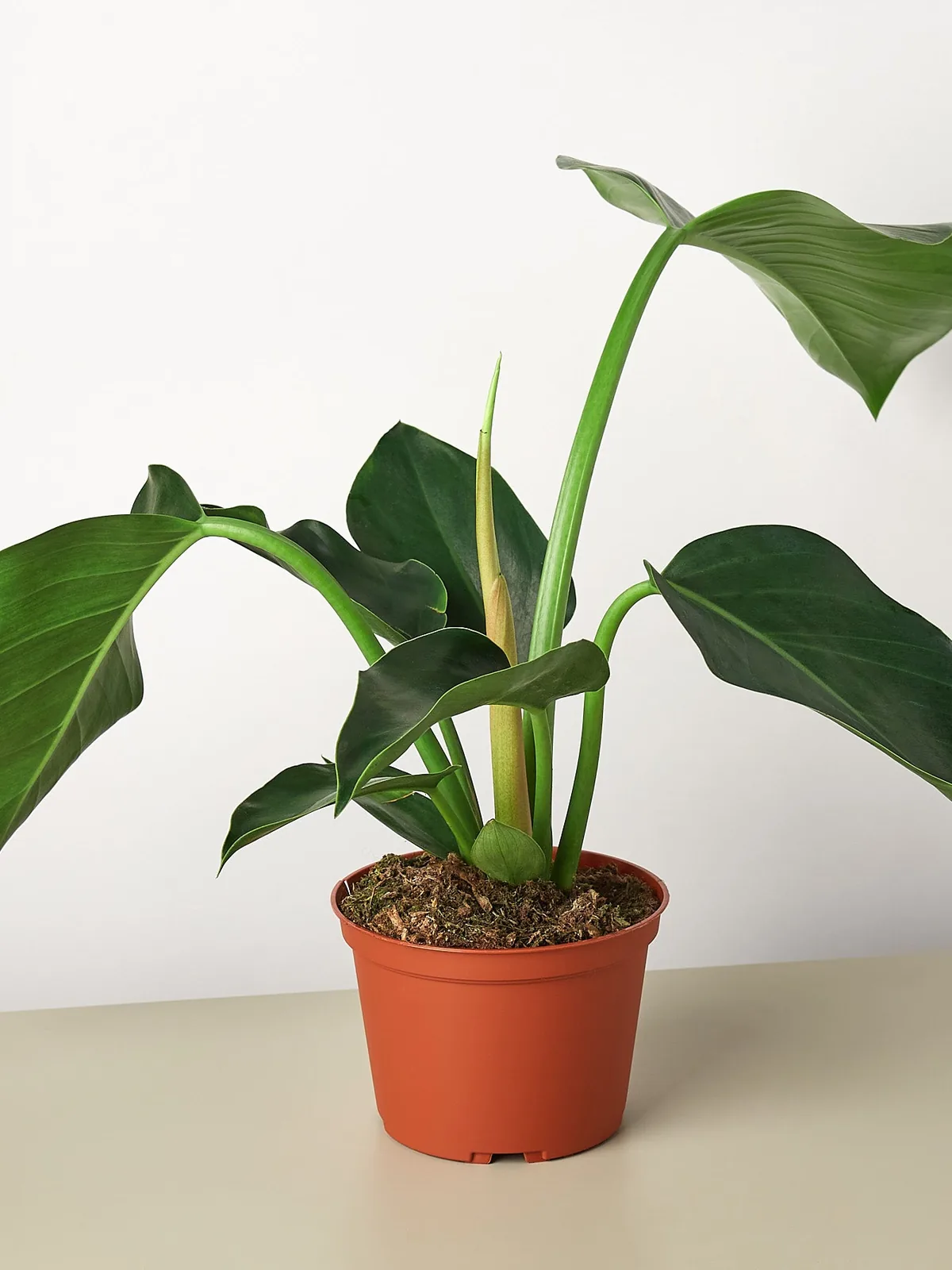 Philodendron 