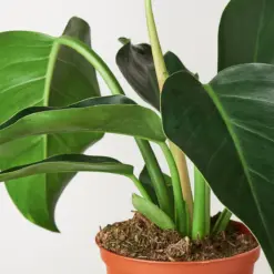 Philodendron 'Congo Green' — leaf detail close-up