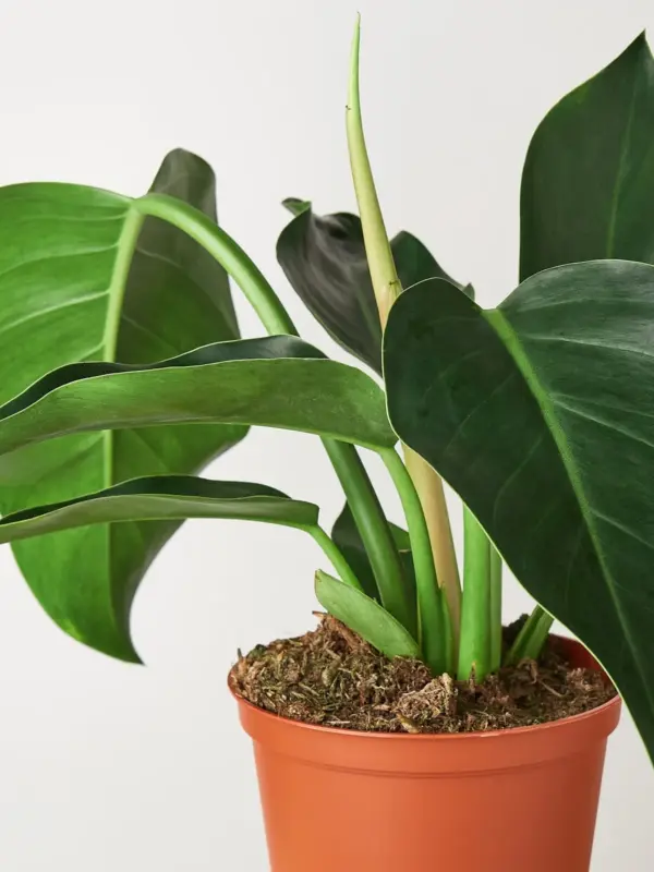 Philodendron 'Congo Green' — leaf detail close-up
