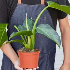 Philodendron 'Congo Green' — held in hand for size reference