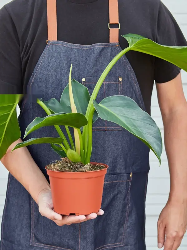 Philodendron 'Congo Green' — held in hand for size reference
