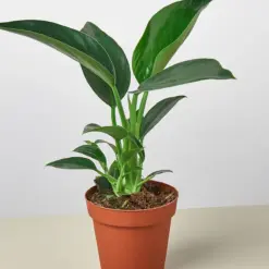 Philodendron 'Congo Green' — additional view