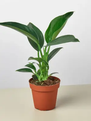 Philodendron 'Congo Green' — additional view