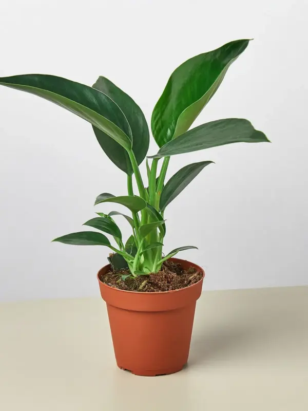 Philodendron 'Congo Green' — additional view