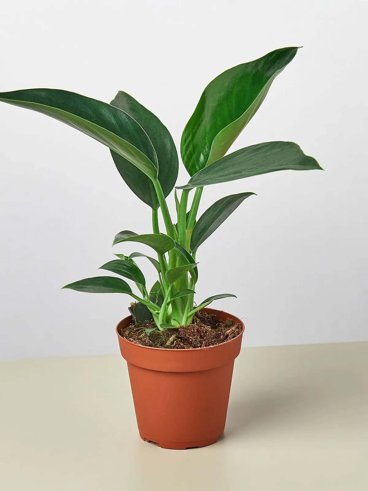 Philodendron 
