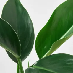 Philodendron 'Congo Green' — leaf detail close-up
