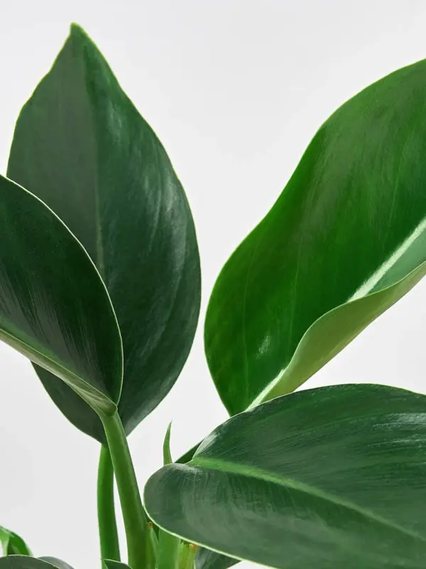 Philodendron 'Congo Green' — leaf detail close-up
