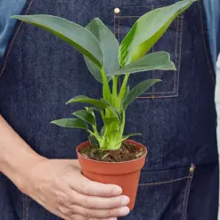 Philodendron 'Congo Green' — held in hand for size reference