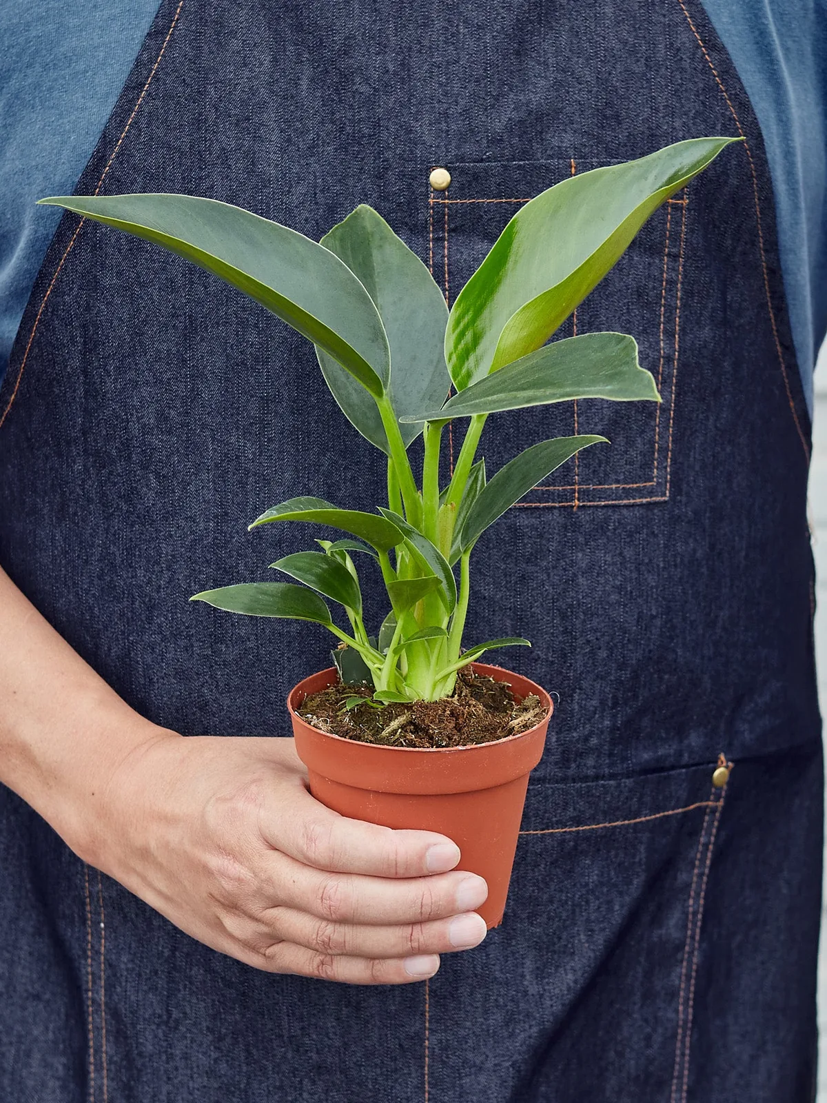 Philodendron 