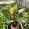 Philodendron 'Congo Green Variegated' houseplant