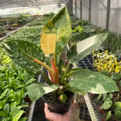 Philodendron 'Congo Green Variegated' houseplant