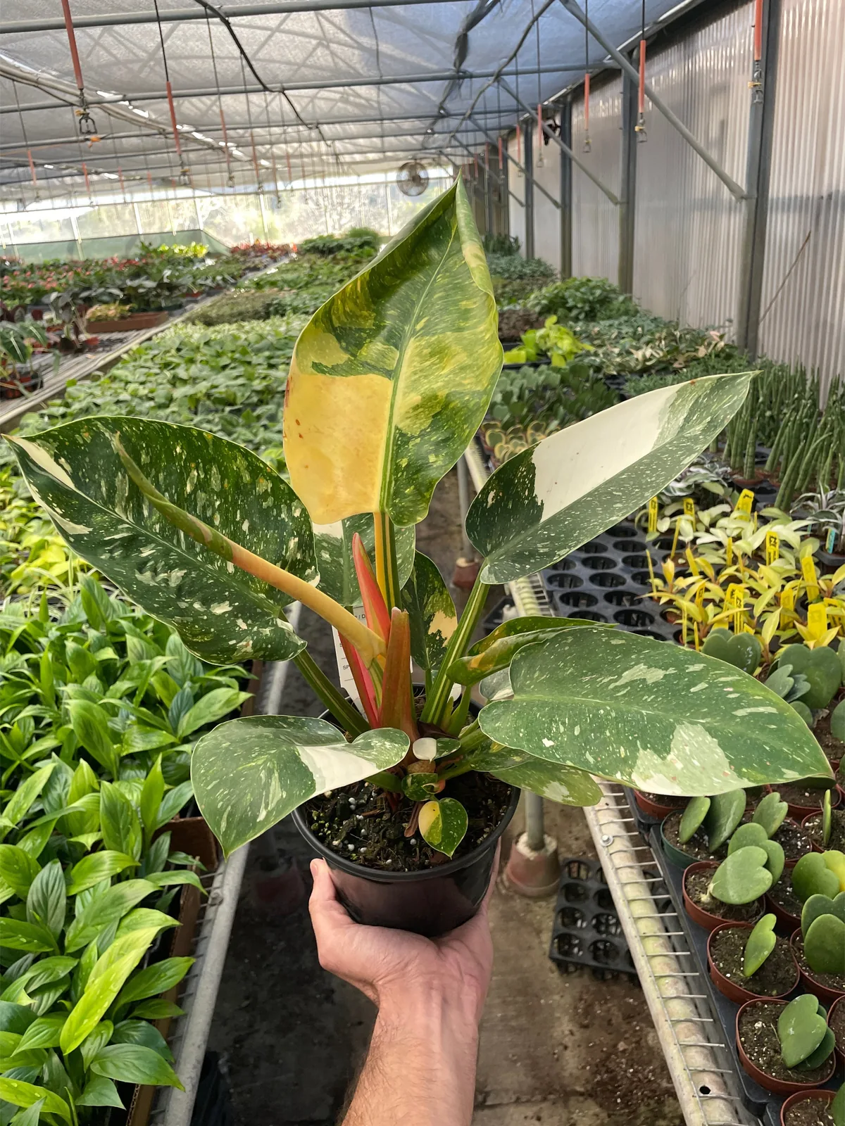 Philodendron 