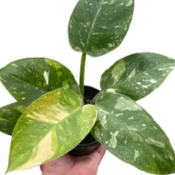 Philodendron 'Congo Nuclear' houseplant